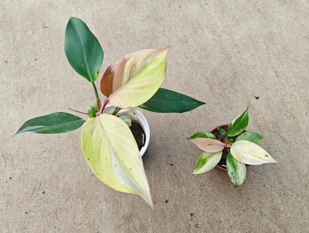 Philodendron 'White Knight' Mint Variegated TC | Seller's Choice, Hong Kong Collection