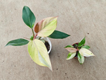 Philodendron 'White Knight' Mint Variegated TC | Seller's Choice, Hong Kong Collection