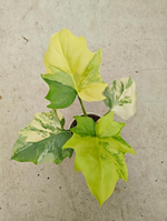 Philodendron warscewiczii variegated TC | Seller's Choice, Hong Kong Collection