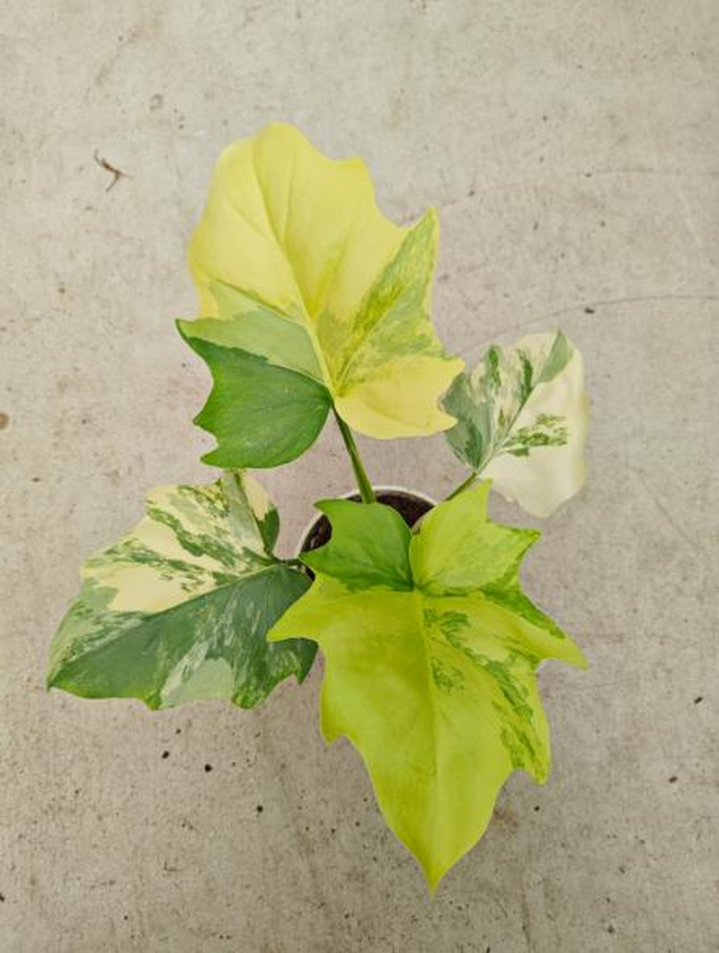 Philodendron warscewiczii variegated TC | Seller's Choice, Hong Kong Collection