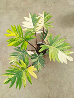 Philodendron mayoi Aurea Variegated TC | Seller's Choice, Hong Kong Collection