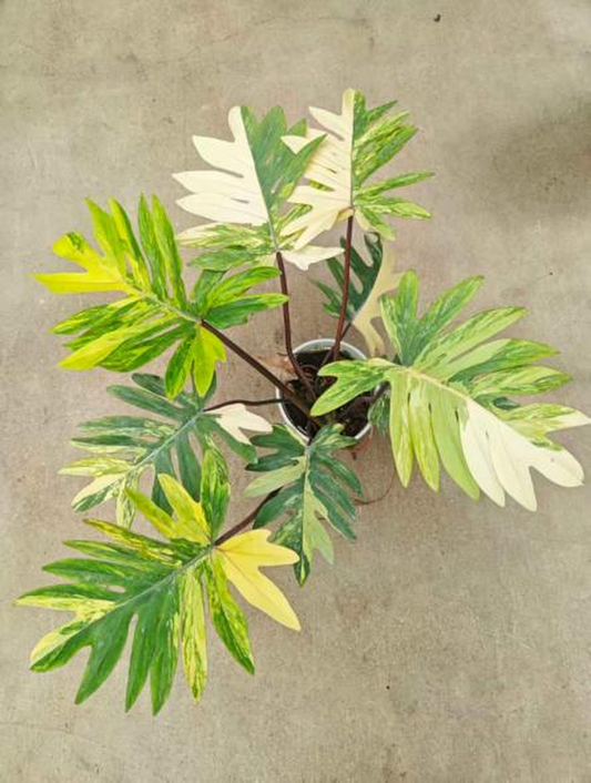Philodendron mayoi Aurea Variegated TC | Seller's Choice, Hong Kong Collection