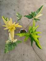 Philodendron Angela Aurea Var. TC | Seller's Choice, Hong Kong Collection