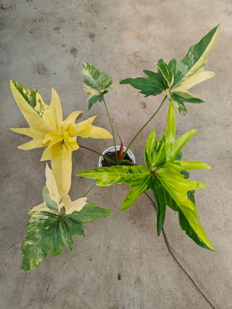Philodendron Angela Aurea Var. TC | Seller's Choice, Hong Kong Collection