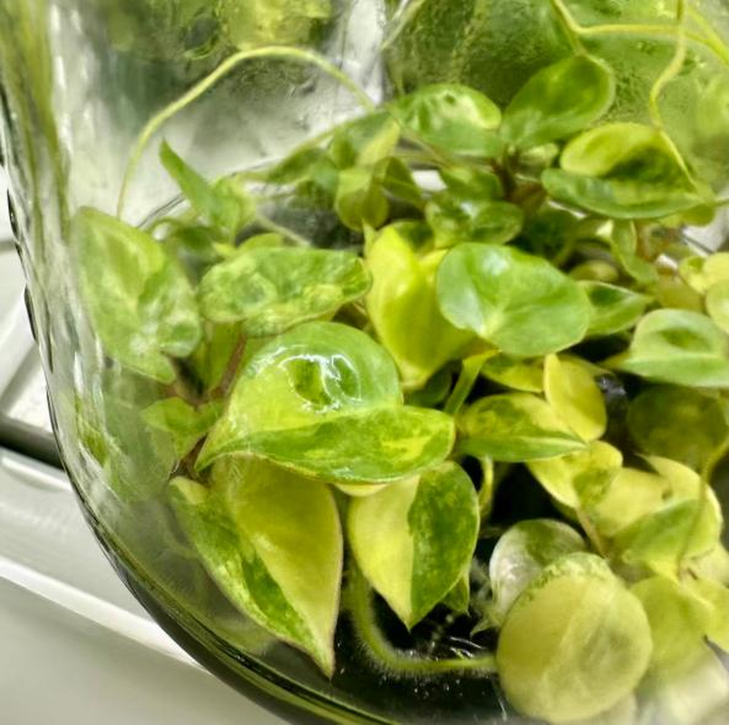 Philodendron billietiae Variegated TC | Seller's Choice, Hong Kong Collection