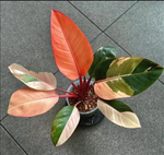 Philodendron 'Red Congo' Variegated TC | Seller's Choice, Hong Kong Collection