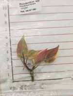Philodendron micans Variegated TC | Seller's Choice, Hong Kong Collection