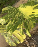 Monstera 'King Electric Light' TC | Seller's Choice, Hong Kong Collection