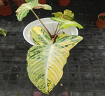 Xanthosoma lindenii Variegated TC | Seller's Choice, Hong Kong Collection