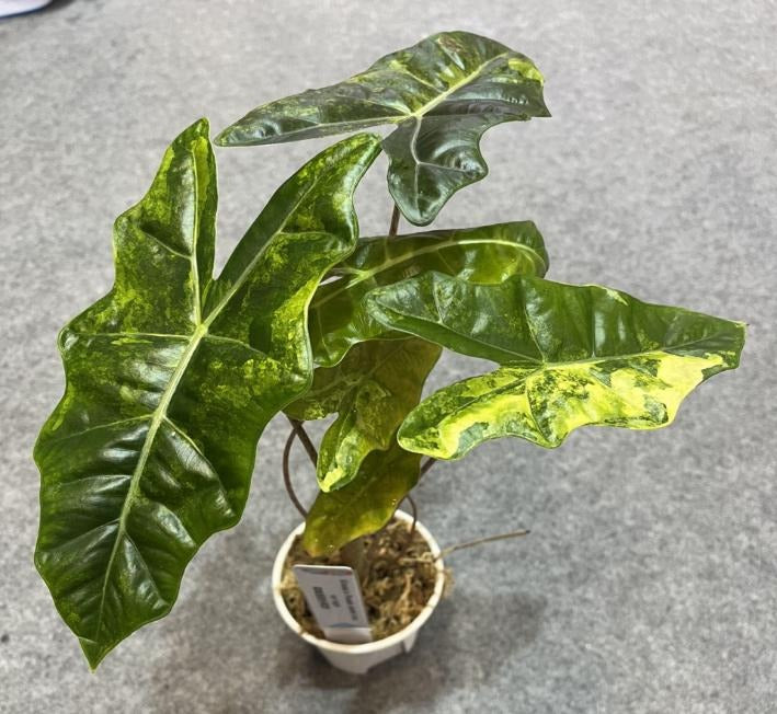 Alocasia Psuedo sanderiana Aurea variegata TC | Seller's Choice, Hong Kong Collection
