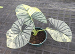 Alocasia 'SilverNebula Aurea Variegata' TC | Seller's Choice, Hong Kong Collection