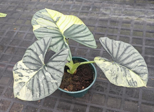 Alocasia 'SilverNebula Aurea Variegata' TC | Seller's Choice, Hong Kong Collection