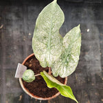 Alocasia 'Pink Dragon Variegata mint' TC | Seller's Choice, Hong Kong Collection