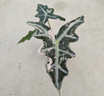 Alocasia sanderiana 'Pink Nobilis' TC | Seller's Choice, Hong Kong Collection