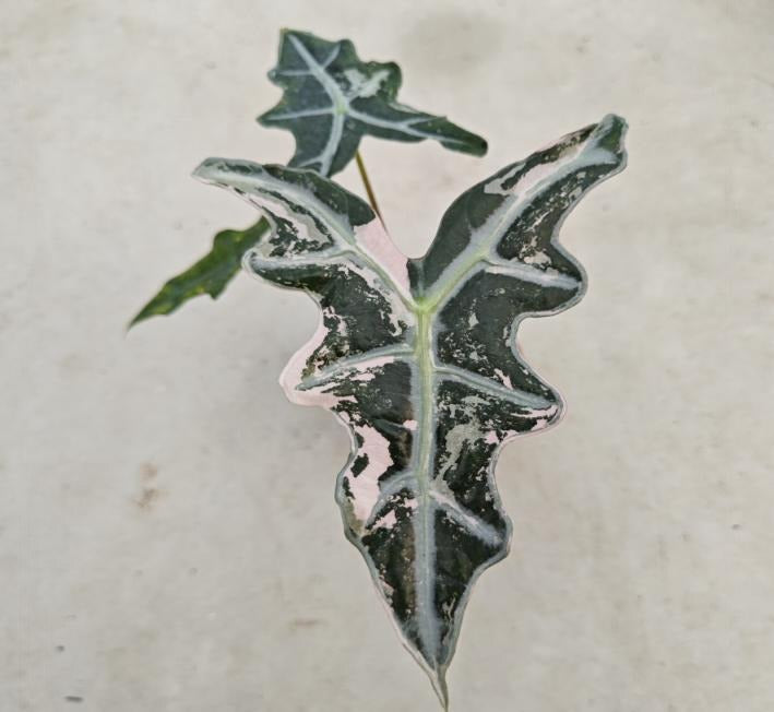 Alocasia sanderiana 'Pink Nobilis' TC | Seller's Choice, Hong Kong Collection