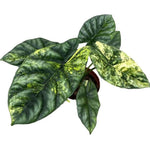 Alocasia sinuata Aurea Variegated TC | Seller's Choice, Hong Kong Collection
