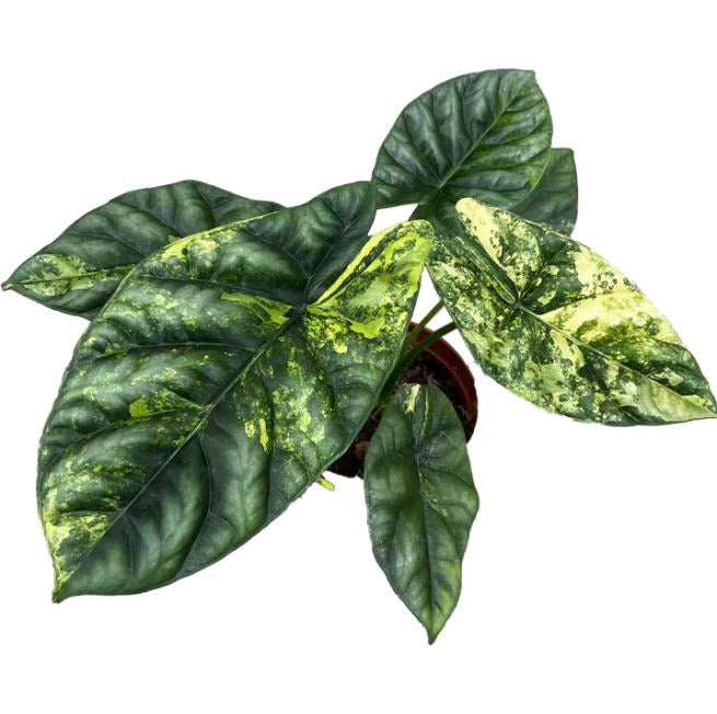 Alocasia sinuata Aurea Variegated TC | Seller's Choice, Hong Kong Collection