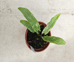 Alocasia lauterbachianamint variegata TC | Seller's Choice, Hong Kong Collection