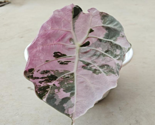 Alocasia doff Watsoniana variegata TC | Seller's Choice, Hong Kong Collection