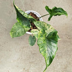 Alocasia macrorrhizos 'shock treatment' variegated TC | Seller's Choice, Hong Kong Collection