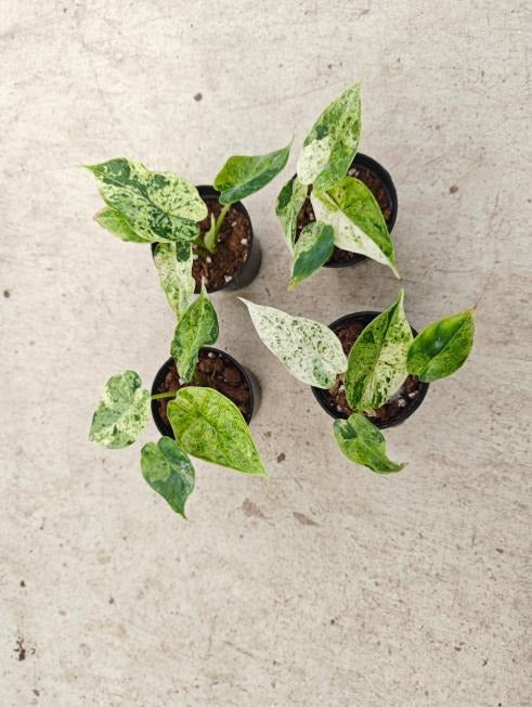 Alocasia dragon scale mint TC | Seller's Choice, Hong Kong Collection