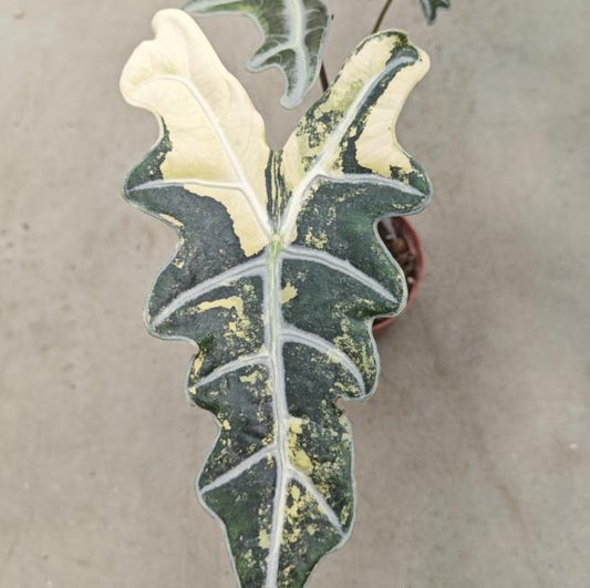 Alocasia sanderiana Aurea Nobilis' TC | Seller's Choice, Hong Kong Collection
