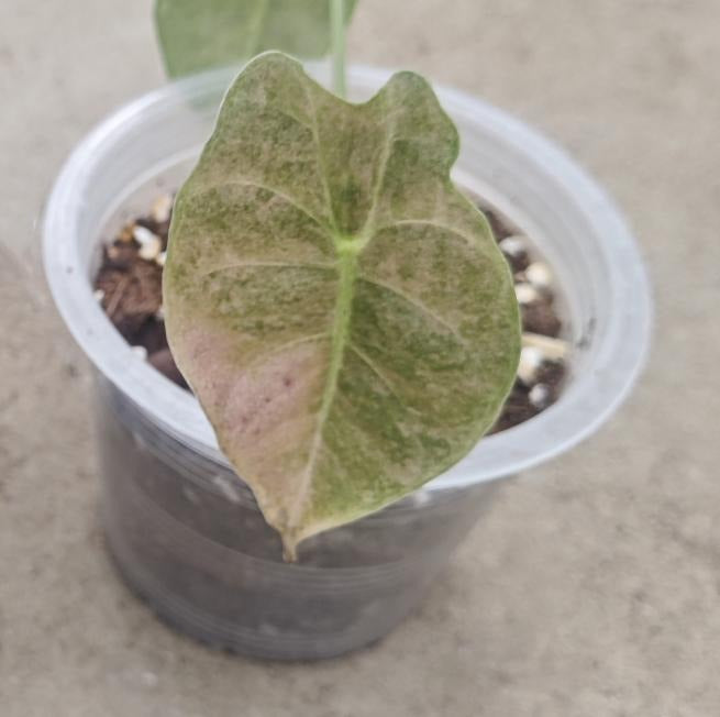 Alocasia golden bone pink mint TC | Seller's Choice, Hong Kong Collection