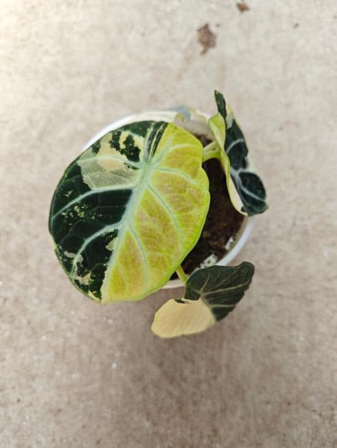 Alocasia reginula 'Ninja Aurea Variegata' TC | Seller's Choice, Hong Kong Collection