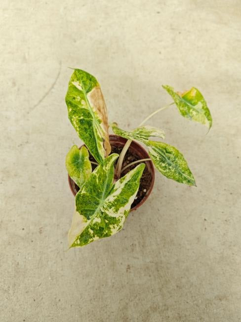 Alocasia 'Nairobi Nights Camouflage 'Variegated' TC | Seller's Choice, Hong Kong Collection