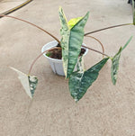 Alocasia heterophylla metallic blue Albo Variegated TC | Seller's Choice, Hong Kong Collection
