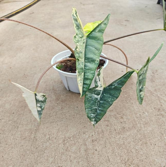 Alocasia heterophylla metallic blue Albo Variegated TC | Seller's Choice, Hong Kong Collection
