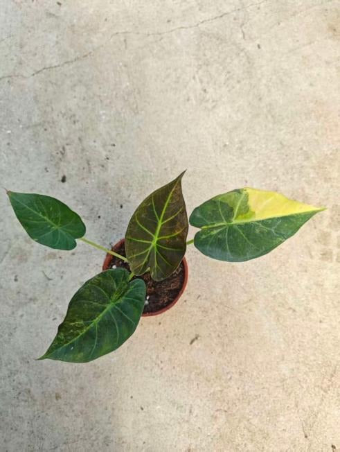 Alocasia 'Shields Aurea Variegata' TC | Seller's Choice, Hong Kong Collection