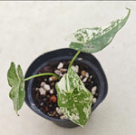 Alocasia Simpo albo Var TC | Seller's Choice, Hong Kong Collection