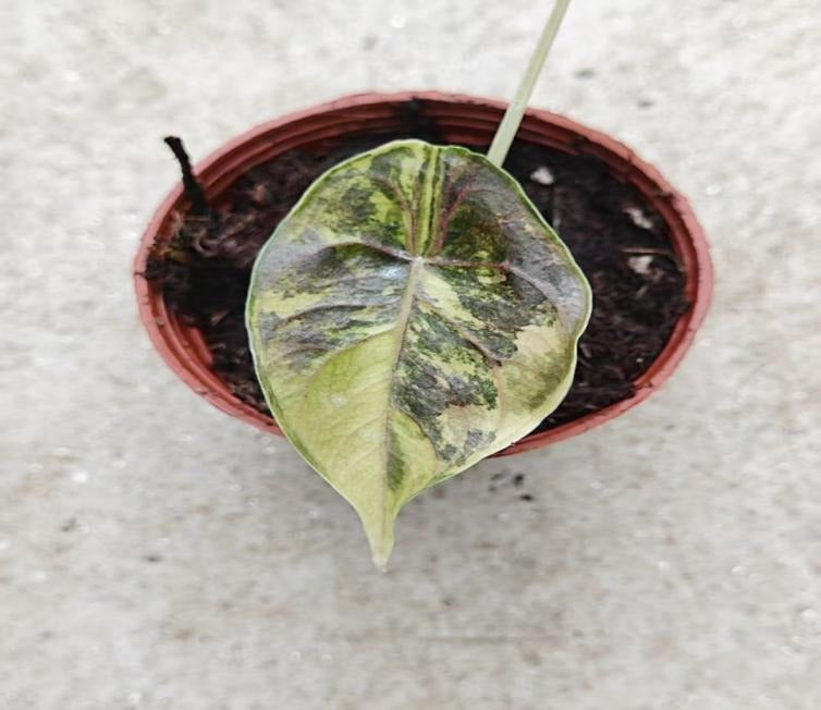 Alocasia azlanii Aurea variegated TC | Seller's Choice, Hong Kong Collection