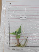 Alocasia Stingray Var. Aurea TC | Seller's Choice, Hong Kong Collection