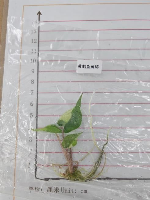 Alocasia Stingray Var. Aurea TC | Seller's Choice, Hong Kong Collection