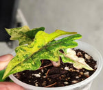 Alocasia 'Jacklyn' aurea Variegated TC | Seller's Choice, Hong Kong Collection