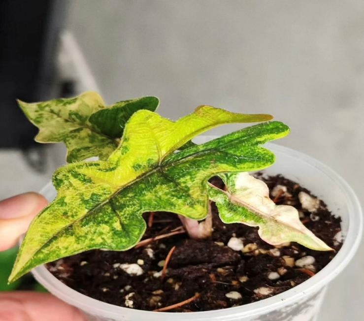Alocasia 'Jacklyn' aurea Variegated TC | Seller's Choice, Hong Kong Collection
