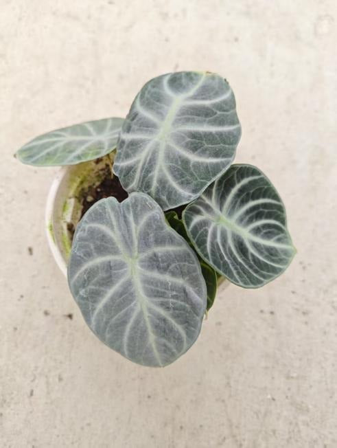 Alocasia Reginula Ninja Silver TC | Seller's Choice, Hong Kong Collection