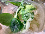 Alocasia Maharani Albo Var. TC | Seller's Choice, Hong Kong Collection