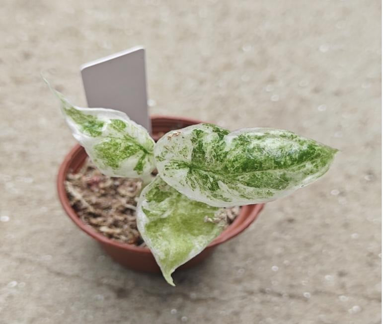 Alocasia Dragon Scale Ablo Ultra TC | Seller's Choice, Hong Kong Collection