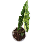 Alocasia Sarian Albo Var TC | Seller's Choice, Hong Kong Collection