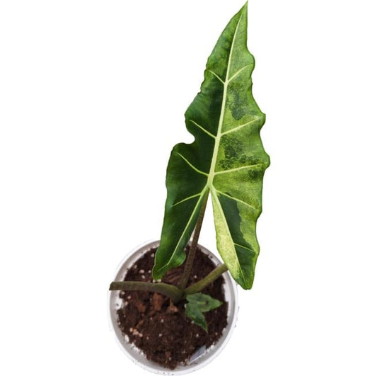 Alocasia Sarian Albo Var TC | Seller's Choice, Hong Kong Collection