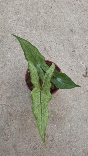 Alocasia 'Sabrina stardust TC | Seller's Choice, Hong Kong Collection