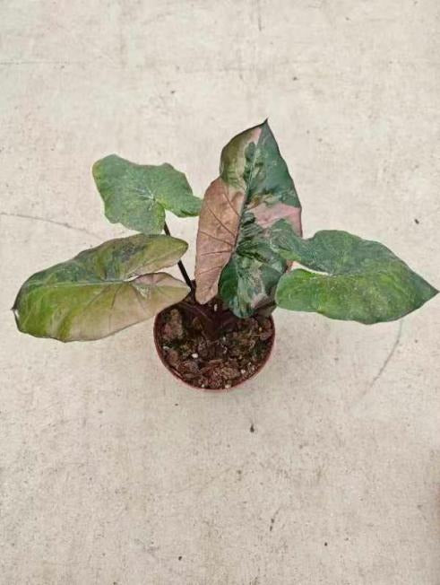 Alocasia Yucatan Princess pink var. TC | Seller's Choice, Hong Kong Collection