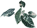 Alocasia longiloba 'grandis' Pinkvariegata TC | Seller's Choice, Hong Kong Collection