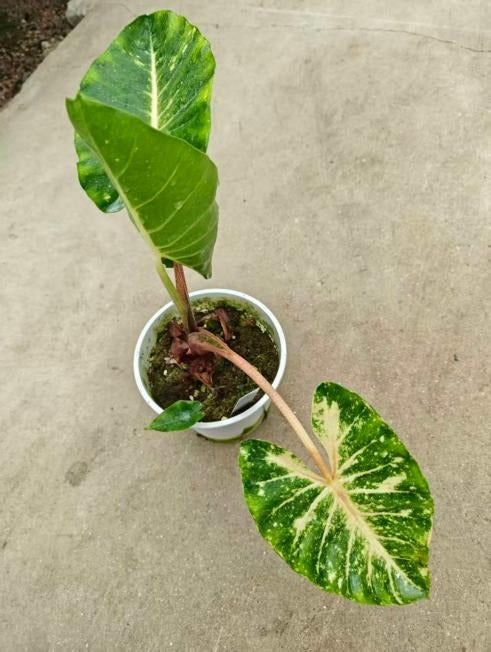 Alocasia 'New Guinea Gold' Aurea variegata TC | Seller's Choice, Hong Kong Collection