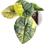Alocasia 'Melo Variegata' Aurea Variegata TC | Seller's Choice, Hong Kong Collection
