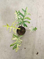 Alocasia brancifolia Aurea Variegata TC | Seller's Choice, Hong Kong Collection