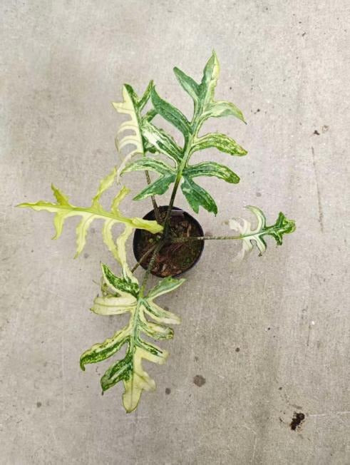 Alocasia brancifolia Aurea Variegata TC | Seller's Choice, Hong Kong Collection